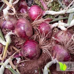 昌乐洋葱红皮，紫皮，黄皮洋葱个头大