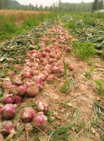 山东禹城出售大量红皮洋葱，自家种植