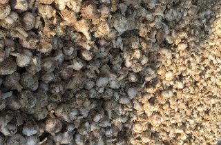 2017全国大蒜种植面积图片