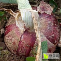河南通许洋葱大量有货