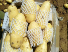 河南开封张经理5月荷兰十五土豆