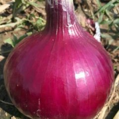 河南南阳优质晚熟红皮和紫皮洋葱即将大量上市