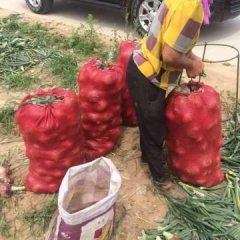 山东莘县紫皮洋葱，一次合作终身朋友