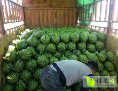 河南李口西瓜基地现已大量走货中