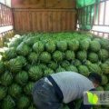 河南李口西瓜基地现已大量走货中