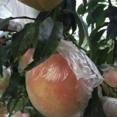 陕西毛桃大量上市 根据质量决定价格