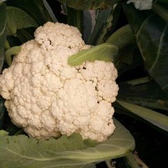 河北献县将有大批白面青埂松花菜上市