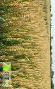 官庄湖农场小麦销往全国各地