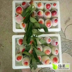 大荔范家白康5月518油桃