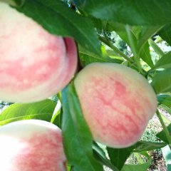 临猗油桃品种有曙光，艳光，中油4