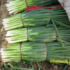 岱岳大葱主要品种为铁杆，葱白短，葱叶长