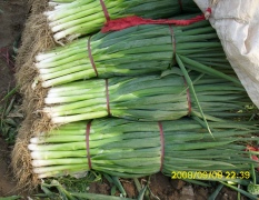 岱岳大葱主要品种为铁杆，葱白短，葱叶长