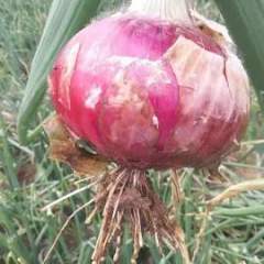 河南商丘盛产红皮洋葱，半高桩，扁圆形