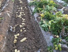 邳州四户镇荷兰十五土豆 土豆30亩，已上市