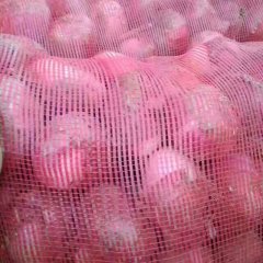 东昌府沙镇我处有大量紫皮洋葱即将上市