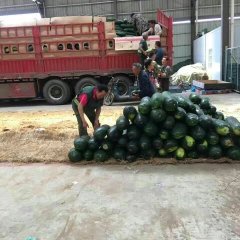 2017郯城冬瓜已大量上市，质量很好