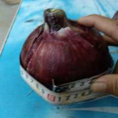 山东滨州姜楼镇，交通便利 紫皮洋葱