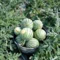 新沂8424麒麟二茬大棚西瓜大量上市质量好价格低