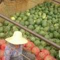 2018固镇西瓜已经大量上市 每天的价格不一样