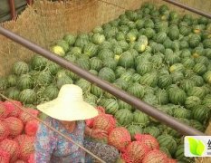 2018固镇西瓜已经大量上市 每天的价格不一样