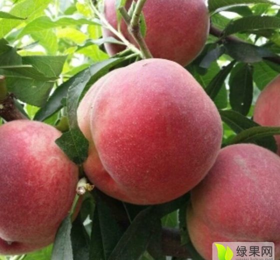 2017年陕西大荔突围毛桃价格