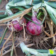 安丘红洋葱大量上市了！！价格保证最低，张方