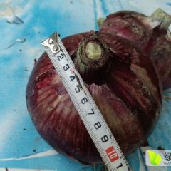 山东惠民大量紫皮洋葱上市，个大形好