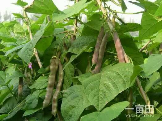 东昌府紫花油豆代办李桂国 豆角价格网