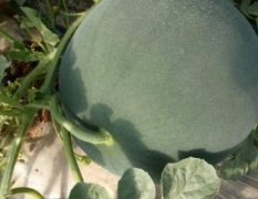 蒲城黑皮无籽西瓜都是直播苗的高品质西瓜