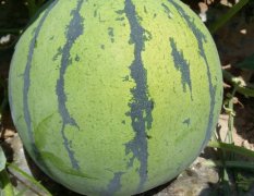 睢阳西瓜 自家种植二十亩西瓜，甜王和龙卷风