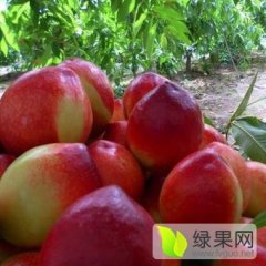 陕西油桃每年5月25号陆地货开始采摘