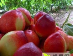 陕西油桃每年5月25号陆地货开始采摘