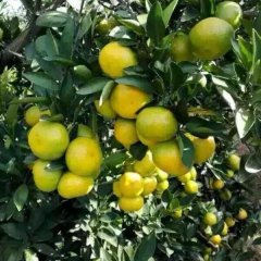 湖北柑桔，蜜桔产地直发