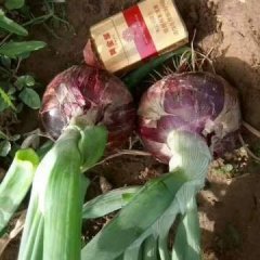 聊城沙镇洋葱基地大量供货，红皮洋葱