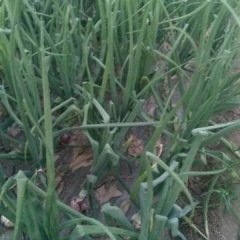 河南粱园本地20号左右大量供应红皮洋葱，果型号