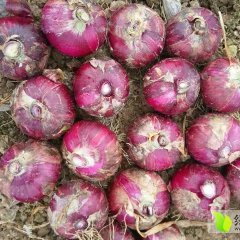 山东单县红皮洋葱 有着种植经验丰富