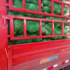 太谷甘蓝 本地茴子白大量上市.有脆皮茴子