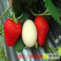 岱岳草莓苗 波罗蜜草莓苗