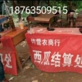 山东聊城西瓜个大、皮薄、大红瓤