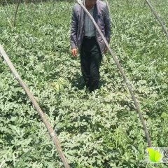 陕西蒲城甜王系列西瓜 杨虎城将军的故乡