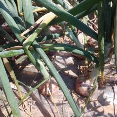 山东菏泽单县洋葱即将上市