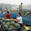 山东滨州惠民西瓜批发市场