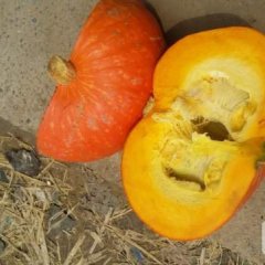 清苑张登翟兴5月黄金二号南瓜