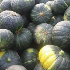 河北清苑香栗23南瓜逐渐升温