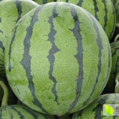 清苑新农人西瓜基地简介