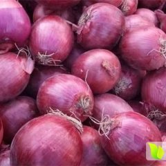 尉氏洋葱面积达到1K亩，今年洋葱收成好