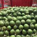 郯城万亩京欣西瓜！现已大量上市