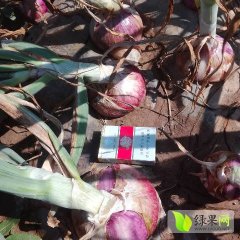 2017虞城洋葱 自己农场种植的洋葱，个大质优
