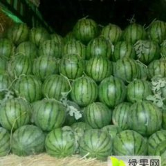 河北饶阳京欣系列西瓜 今天的诚信 明天的市场