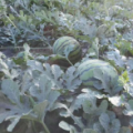 2017齐河西瓜 我们村种植西瓜已将近30年